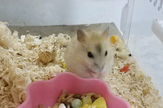 仓鼠的胡须可以剪掉吗