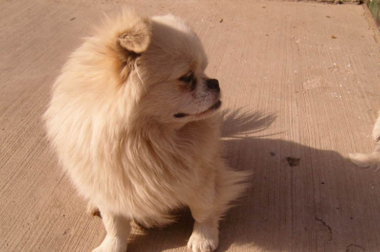 犬瘟晚期抽搐能活几天
