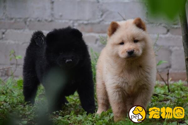 中华田园犬是最笨的狗吗，不听指令的原因是人类的冷漠