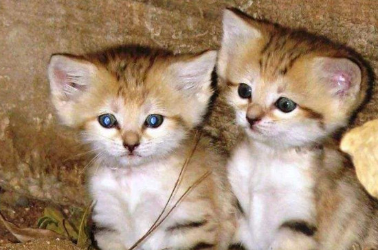 家猫放生技巧，如何处理不想养的猫