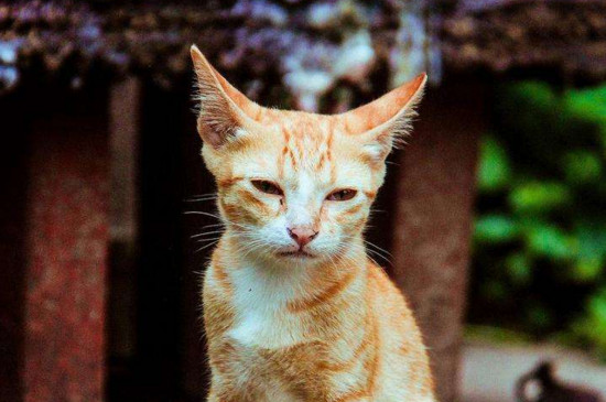 猫死了怎么处理