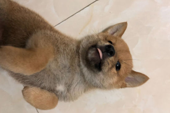 狗狗好像嗓子卡了东西一样一直咳