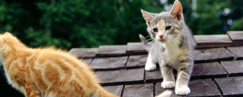 猫咪走路不稳四肢无力