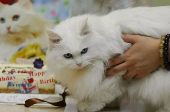 狮子猫适合家养吗