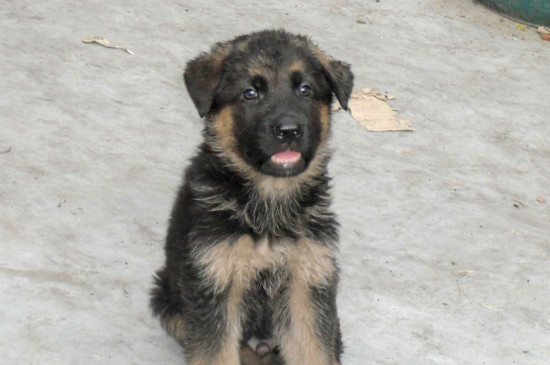 德牧幼犬怎么补钙