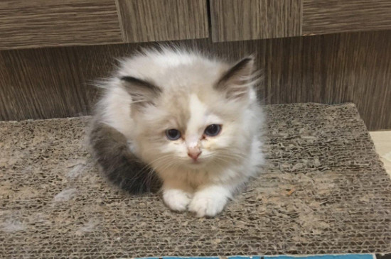 小猫拉稀不吃饭