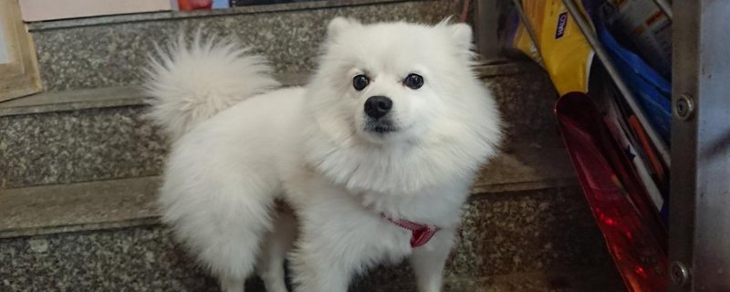 博美银狐串有什么特点