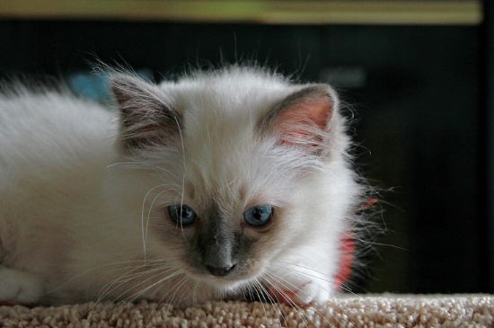 猫在几度就会被冻死