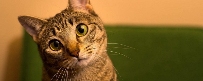 猫走路不稳像喝多一样