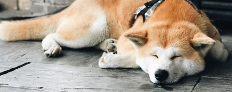 秋田跟主人亲近表现