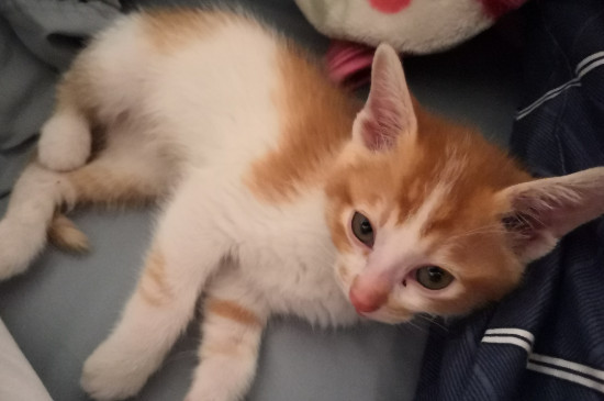 2,3个月小猫可以吃什么
