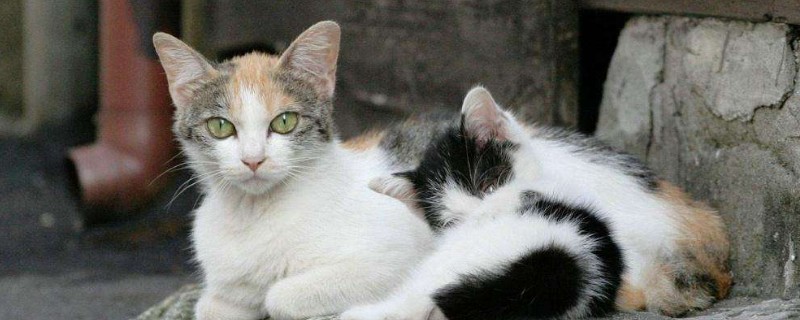 猫一直吃火腿肠会怎样