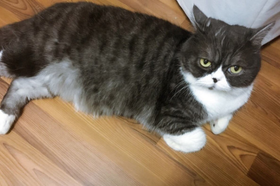 猫咪摔了以后一直趴着