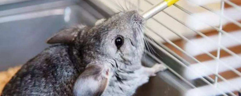 怎么让龙猫爱喝水