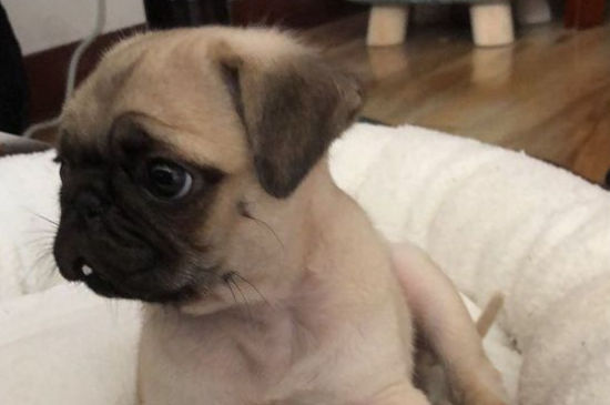 巴哥犬真的不叫吗