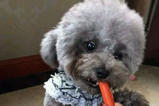 狗狗吃了塑料袋死掉了