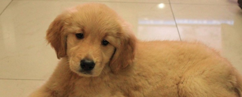 金毛幼犬可以吃鸡蛋吗