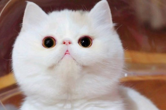 青口贝对猫的好处