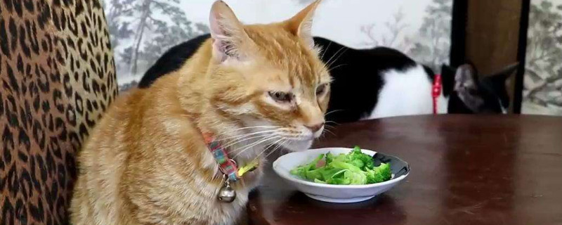 土猫可以发腮吗