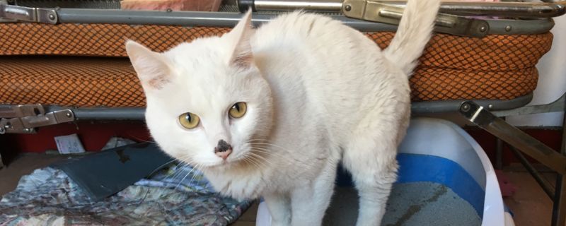 猫的鼻子由粉变黑