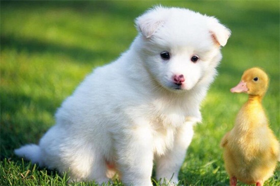 萨摩耶犬好养吗，好养但要注意定期清理毛发