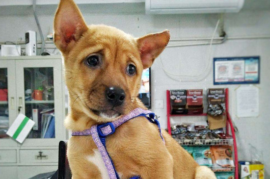 狗狗需要打哪些疫苗