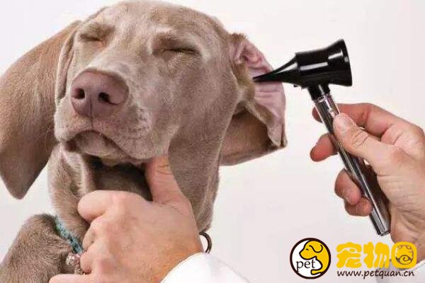 如何给狗狗视诊/听诊/叩诊，及时检测爱犬的异常