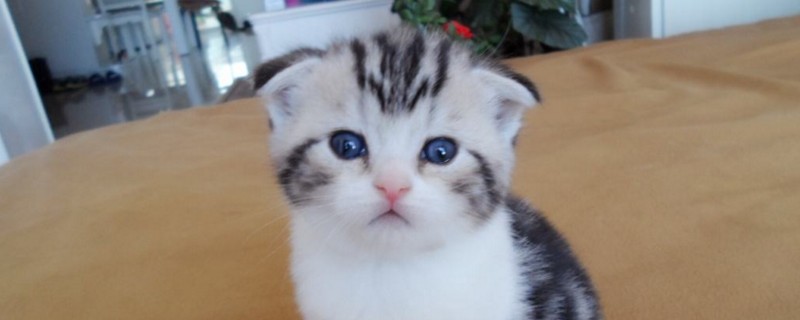半折耳猫是怎么回事