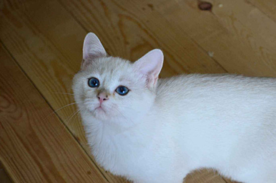 猫每年都要打疫苗吗，最好每年定期打以保障健康
