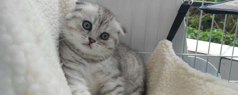 怎么判断折耳猫是否疼