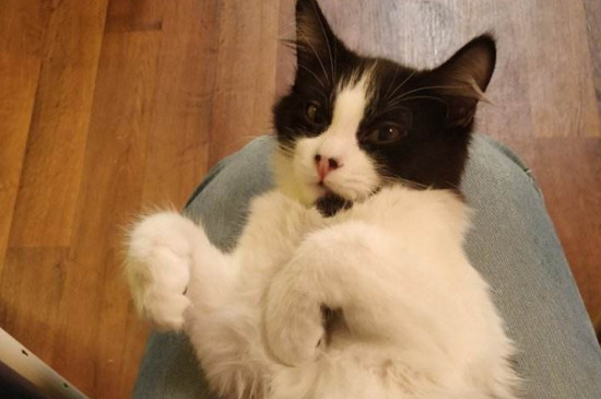 养猫后身上总痒怎么办
