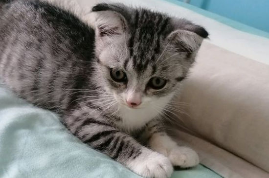 猫的肉垫破了会自愈吗