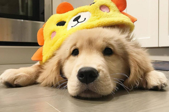 金毛幼犬身上痒怎么办