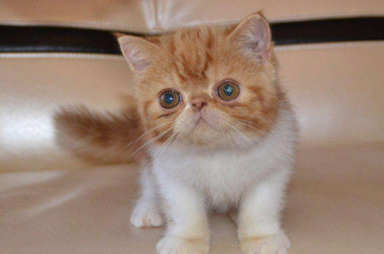猫咪会得鼠疫吗