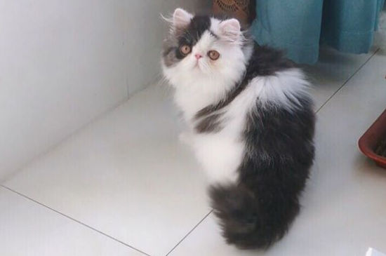 猫咪一直吐但是精神很好