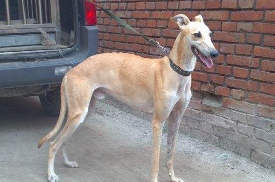 格力犬几个月就不长了，格力犬在11个月大时停止生长