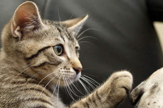 狸花猫多大才不咬人