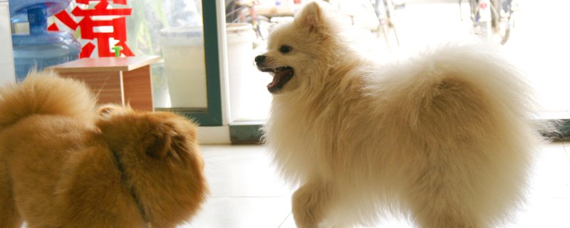 博美犬食谱