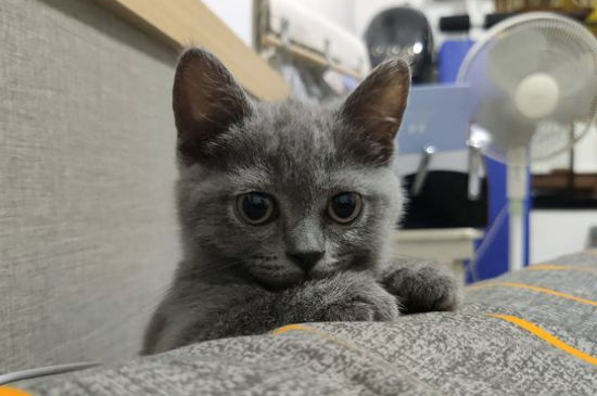 猫产后出血多久干净