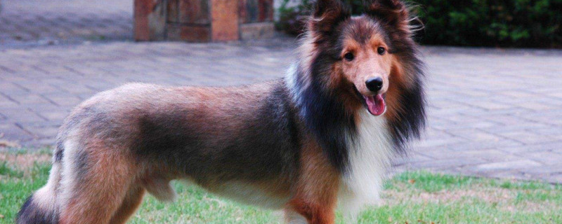 喜乐蒂牧羊犬掉毛吗