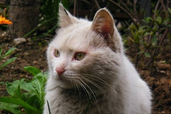 小猫奄奄一息如何救活