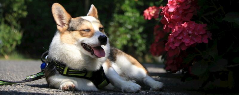 柯基犬几个月训教最佳