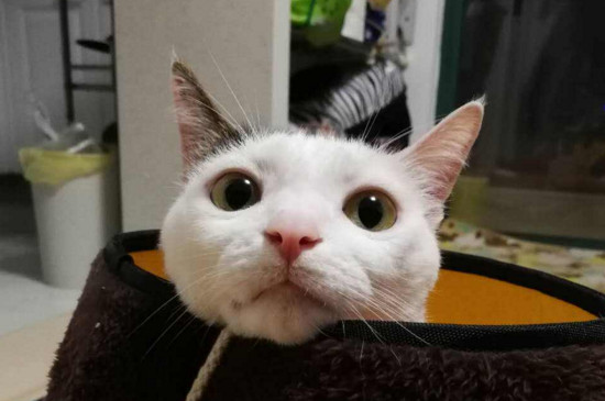 猫吃完东西多久拉屎