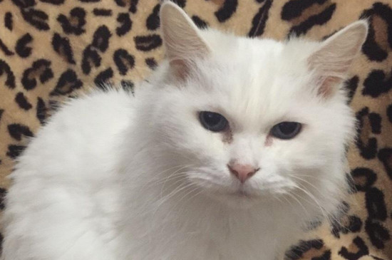 小猫吃多了呕吐