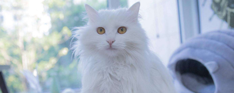 猫咪突然不呼噜了