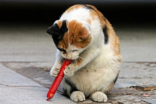猫喜欢咬东西