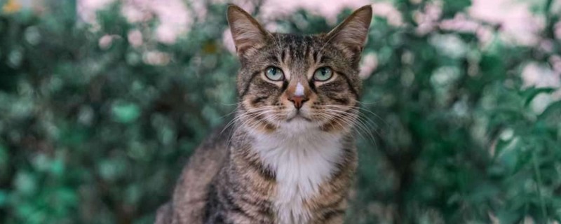 为什么都说狸花猫忠心