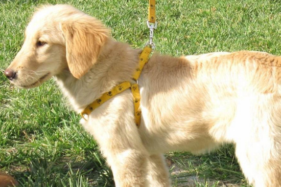 金毛幼犬怎么补钙，吃钙片喝骨汤晒晒太阳促吸收