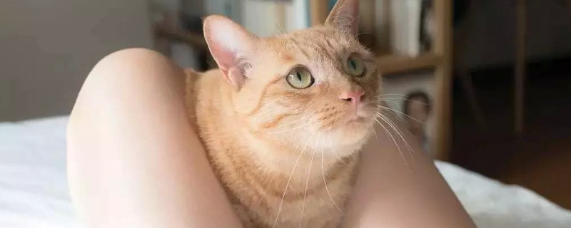 猫蹭你代表什么意思