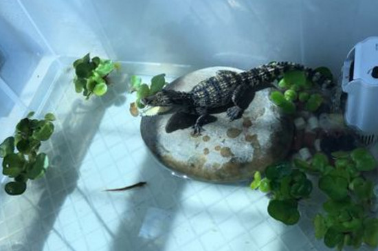 鳄鱼不吃不喝能活多久